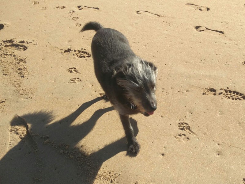 Linguini a passear na praia