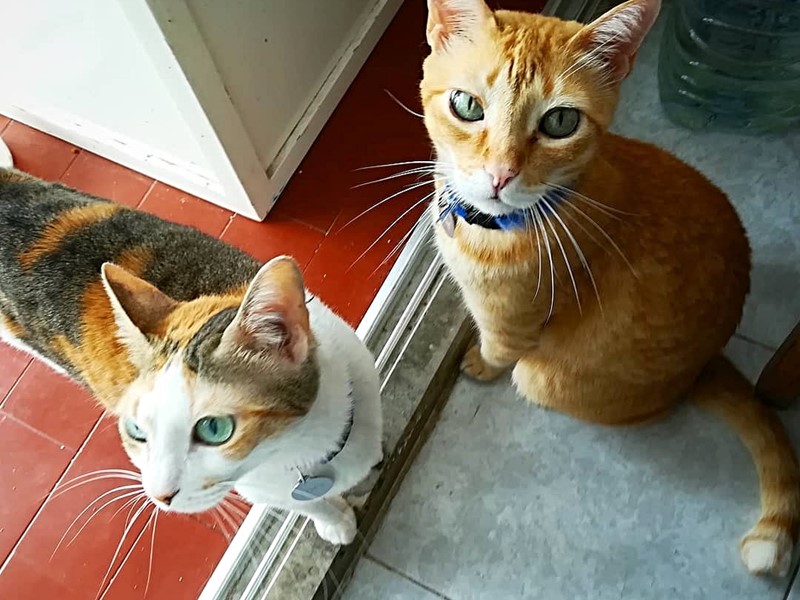 Dois gatos