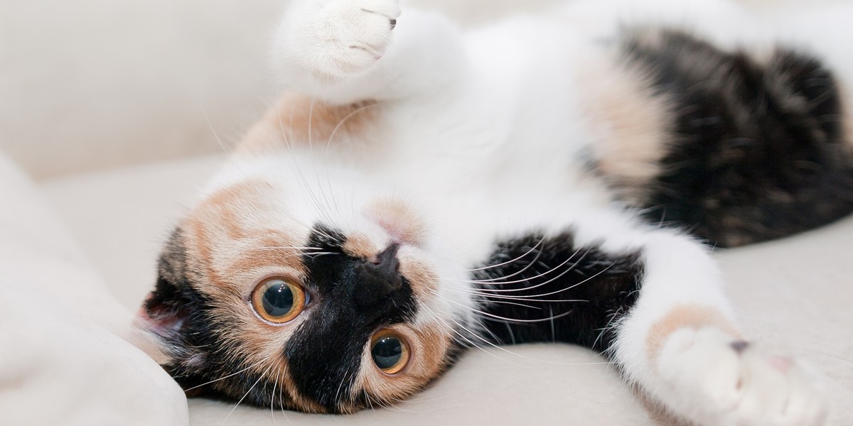 Gato no sofá