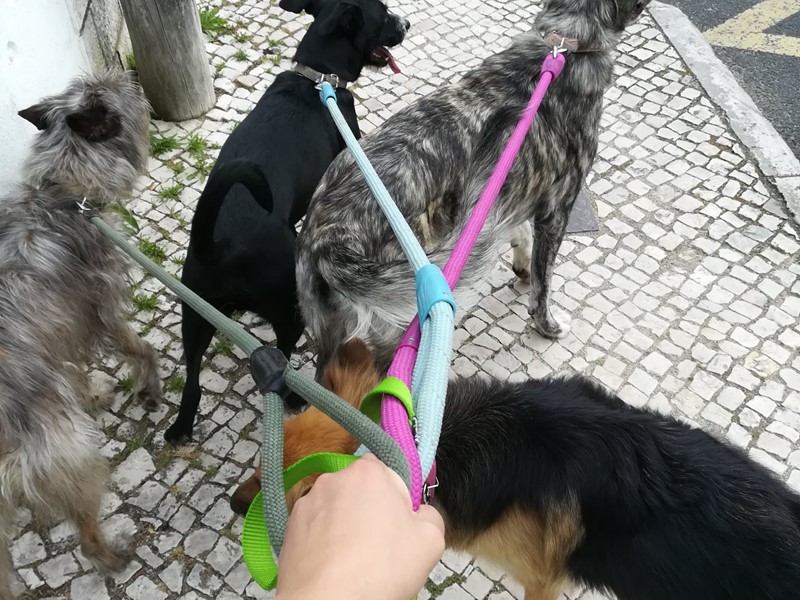 Cães a passear de trela