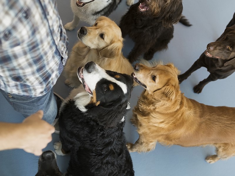 Cães na creche a pedir atenção