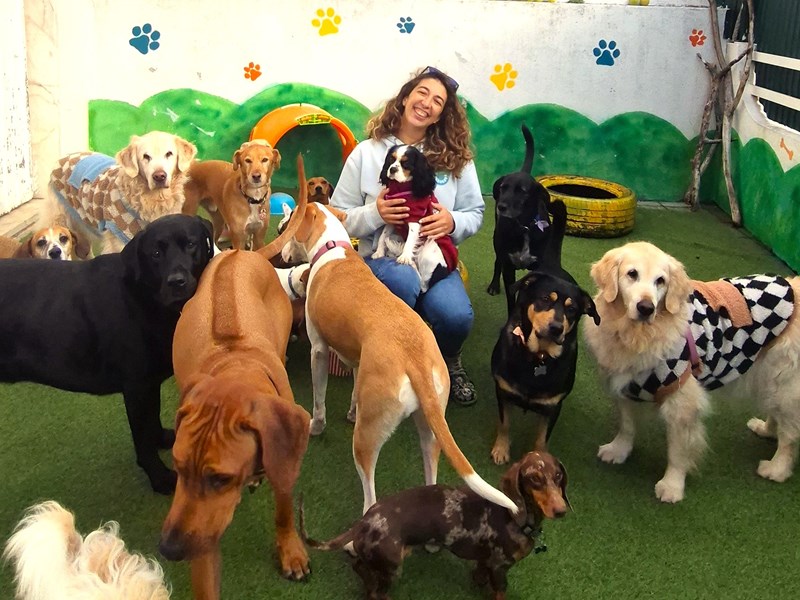 Cães no exterior do day care