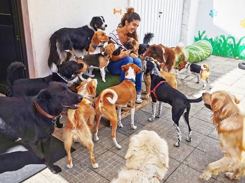 Dois cães à entrada do day care