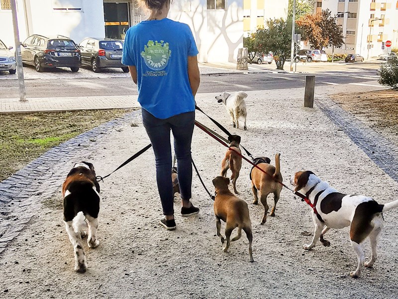 Cães a passear de trela