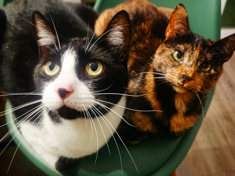 Andreia com gato ao colo