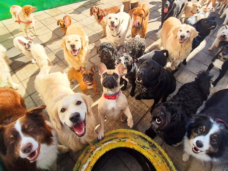 Cães na creche a pedir atenção